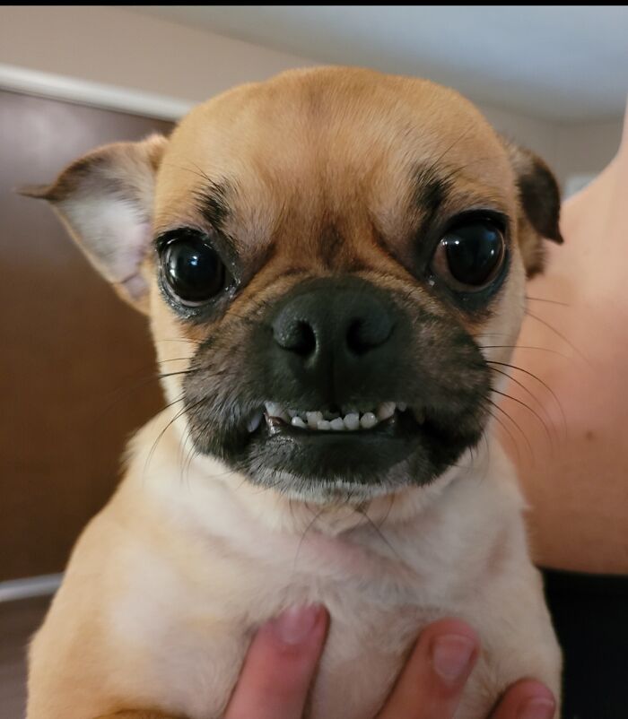 Sometimes My Lip Gets Stuck On My Teef