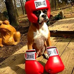 xXSamTheBoxerLoverXx