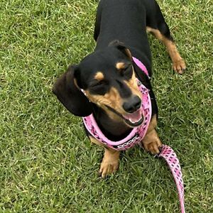 diannezeromski avatar