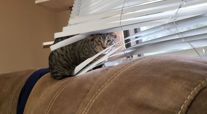 Logan Is The Main Troublemaker In Our House