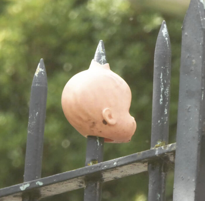 Spotted On The Fence Of The Victorian Cemetery Near My Flat