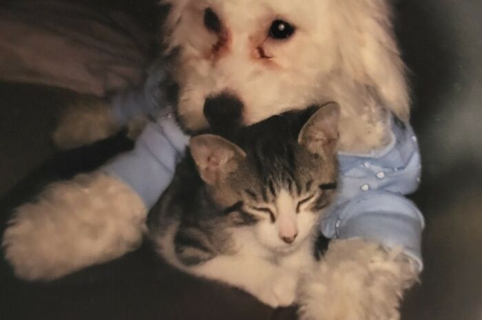 Why It's Popcorn And Kitty Again