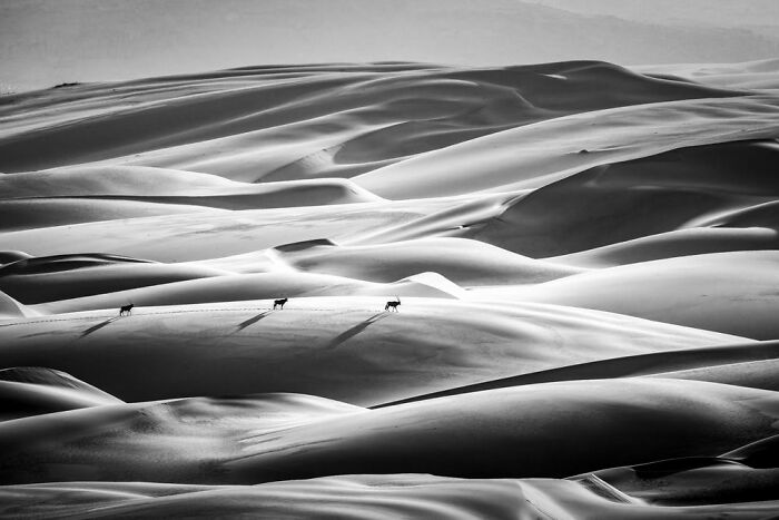 The Art Of Monochrome, Runner-Up: Dana Allen, USA