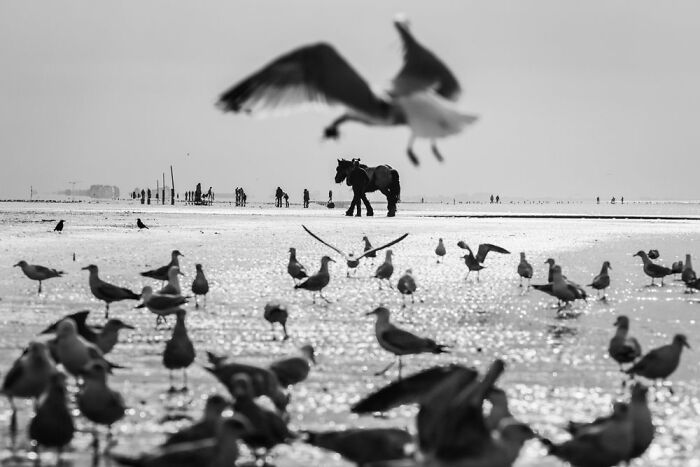 Cultures, Winner: Magdaléna Straková, Czech Republic