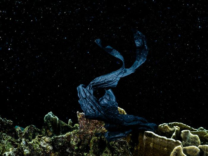 Green Planet, Blue Planet, Winner: Alexej Sachov, Germany