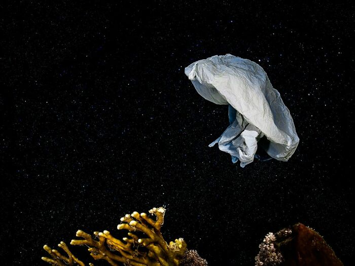 Green Planet, Blue Planet, Winner: Alexej Sachov, Germany