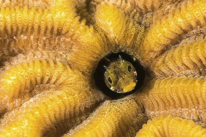 Green Planet, Blue Planet, Runner-Up: Laura Storm, UK