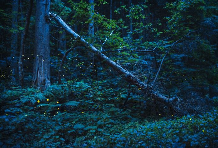 Green Planet, Blue Planet, Runner-Up: Kazuaki Koseki, Japan