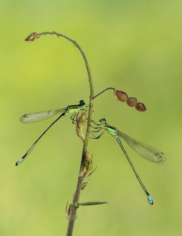 Green Planet, Blue Planet, Commended: Ngar Shun Victor Wong, Hong Kong