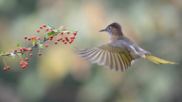 Green Planet, Blue Planet, Special Mention: Xianghe Liu, China