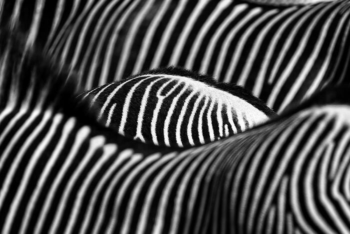 Green Planet, Blue Planet, Special Mention: Yaron Schmid, USA