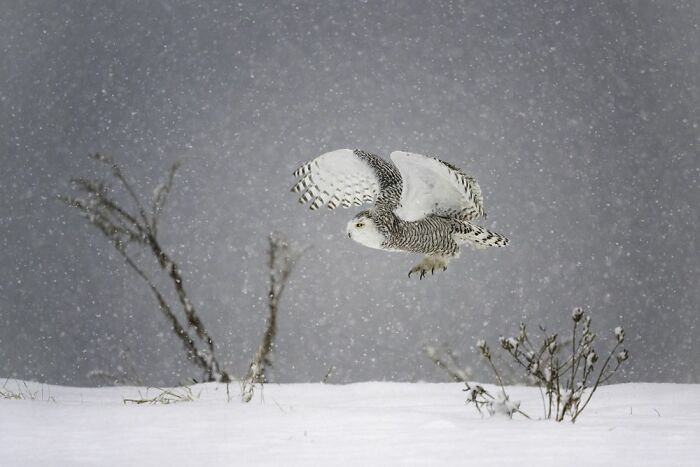 Green Planet, Blue Planet, Special Mention: Yaron Schmid, USA