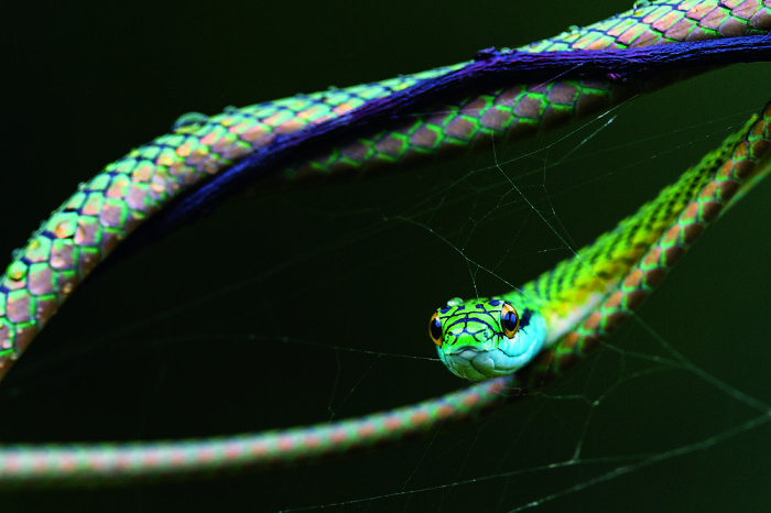 Green Planet, Blue Planet, Special Mention: Jason Edwards, Australia