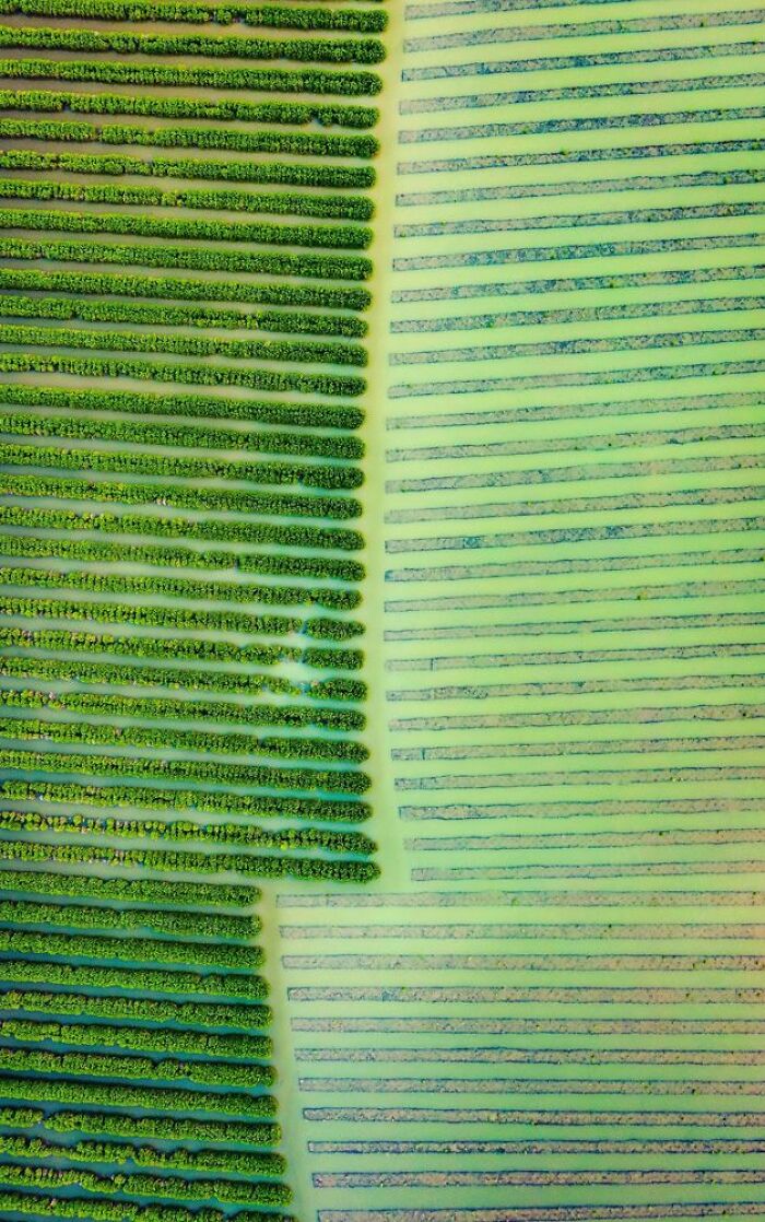 Deserts To Rainforests, Special Mention: Alex Cao, Vietnam