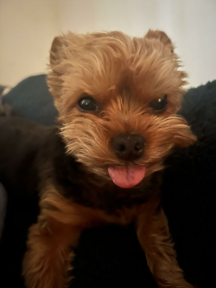 Tucker Aka Tuckie Butts Doing Infamous Tuckie Tongue