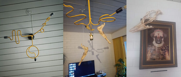 My Lamp (First 2images) With Bones My Dog Found And A Majestic Portrait Of My Dog With A Scull She Found