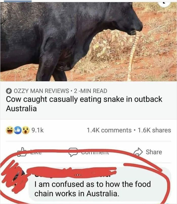 Cow in Australia eating a snake, highlighting the surprising food chain dynamics with a red circle around a comment.