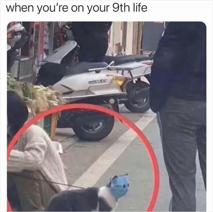 A cat with a blurred face in a red circle, humorously highlighted in the street scene.