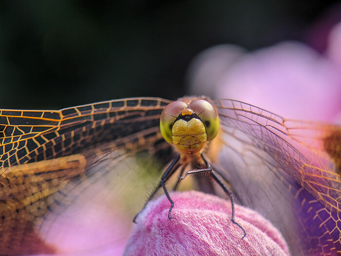 Landscapes & Wildlife, Honorable Mention: Look In My Eyes By Jarek Bryla