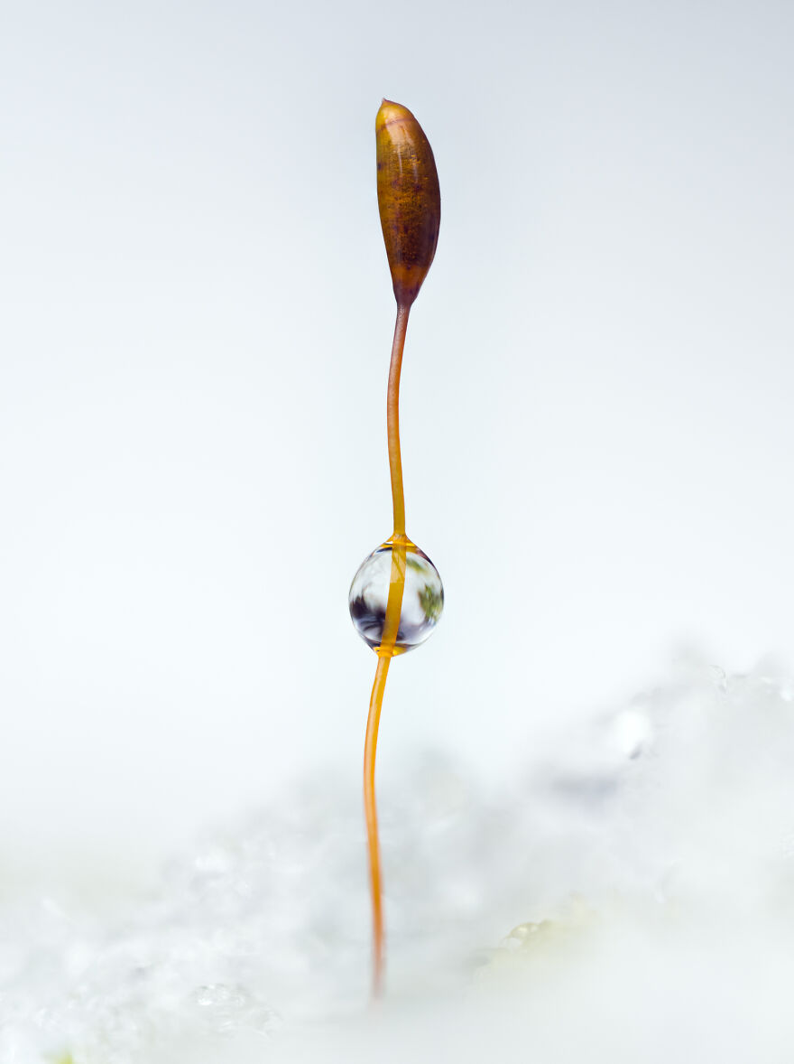 Botanical Britain: Runner-Up - “Snow Globe” By Geraint Radford