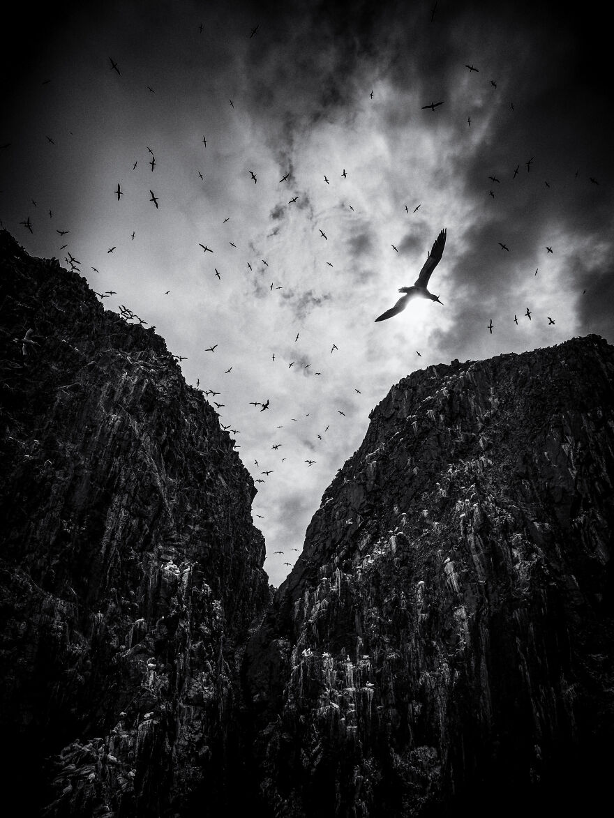 Black & White: Runner-Up - “Soaring” By Paula Cooper