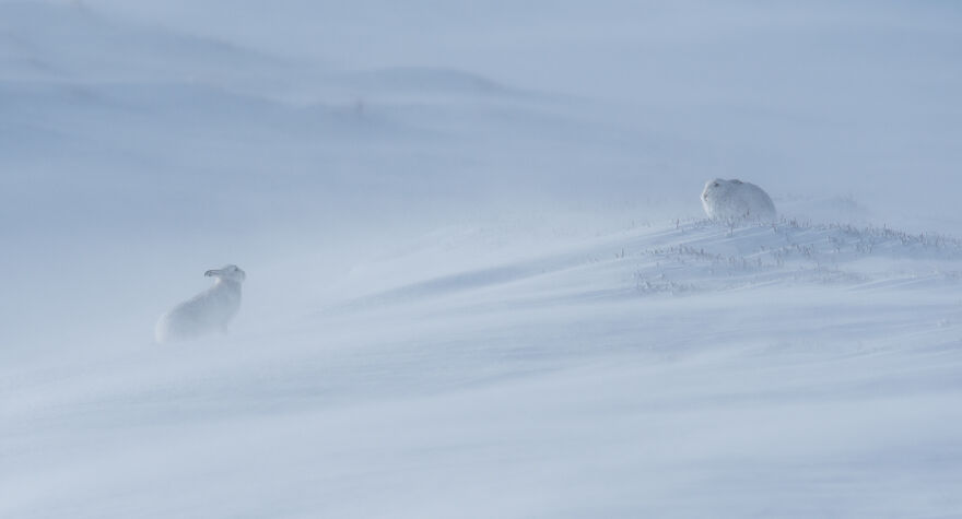 Habitat: Runner-Up - “Looking At You” By Peter Bartholomew