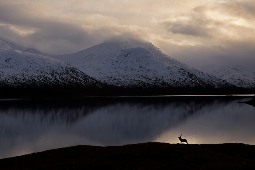Habitat: Winner - “Stag By The Loch Side” By Neil Mcintyre