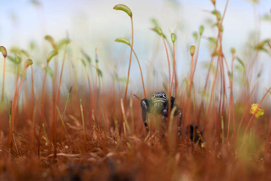 Hidden Britain: Runner-Up - “Metallic Jumping Spider In Moss” By Will Atkins