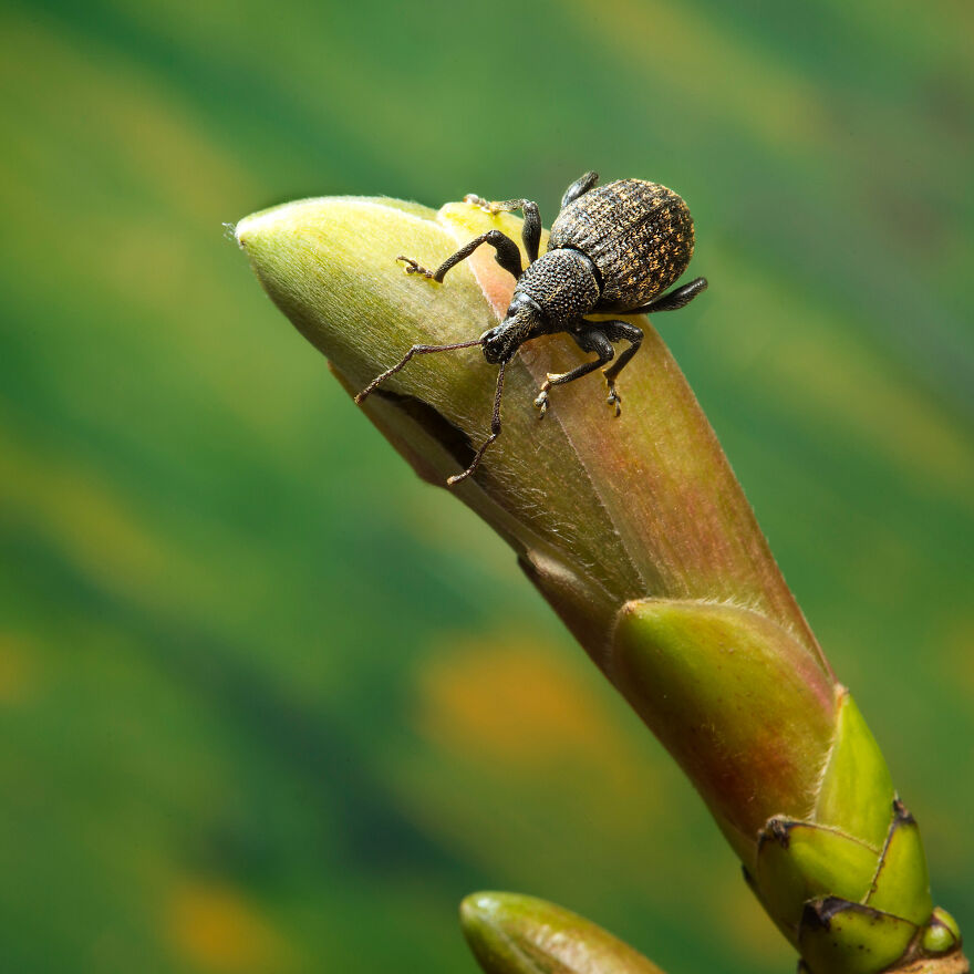  Rspb 11 And Under - “Vine Wevill” By Wilbur King