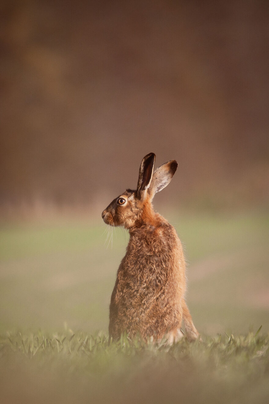 Rspb 12-14 Years: Winner - “What's Over There?” By Felix Walker-Nix