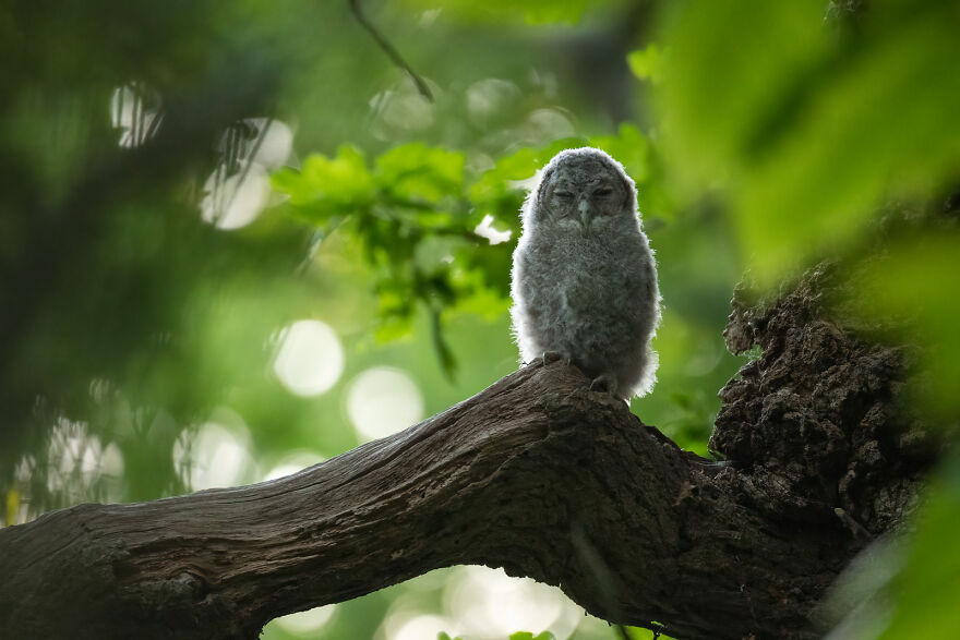Rspb Young British Wildlife Photographer Of The Year: - “Branching Out ” By Billy Evans-Freke