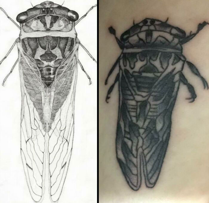 Funny tattoo of a cicada: comparison of sketch and final tattoo design on skin.