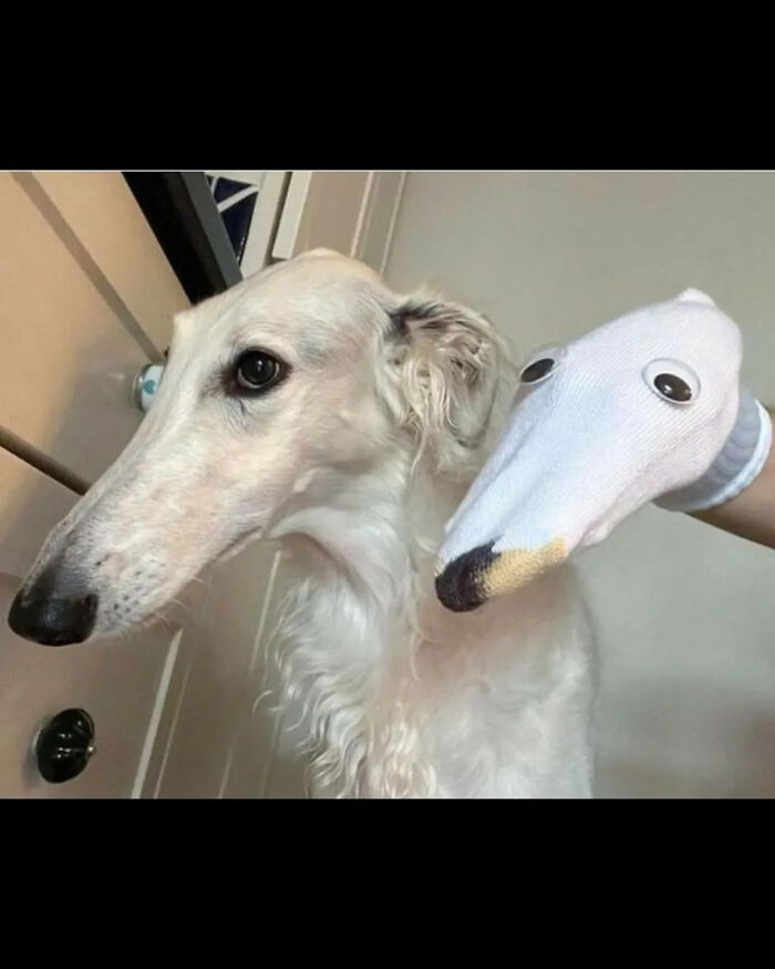 Absolutely Chaotic Memes From The “Absurd Posting” Page That May Leave You Questioning Things (50 Posts)