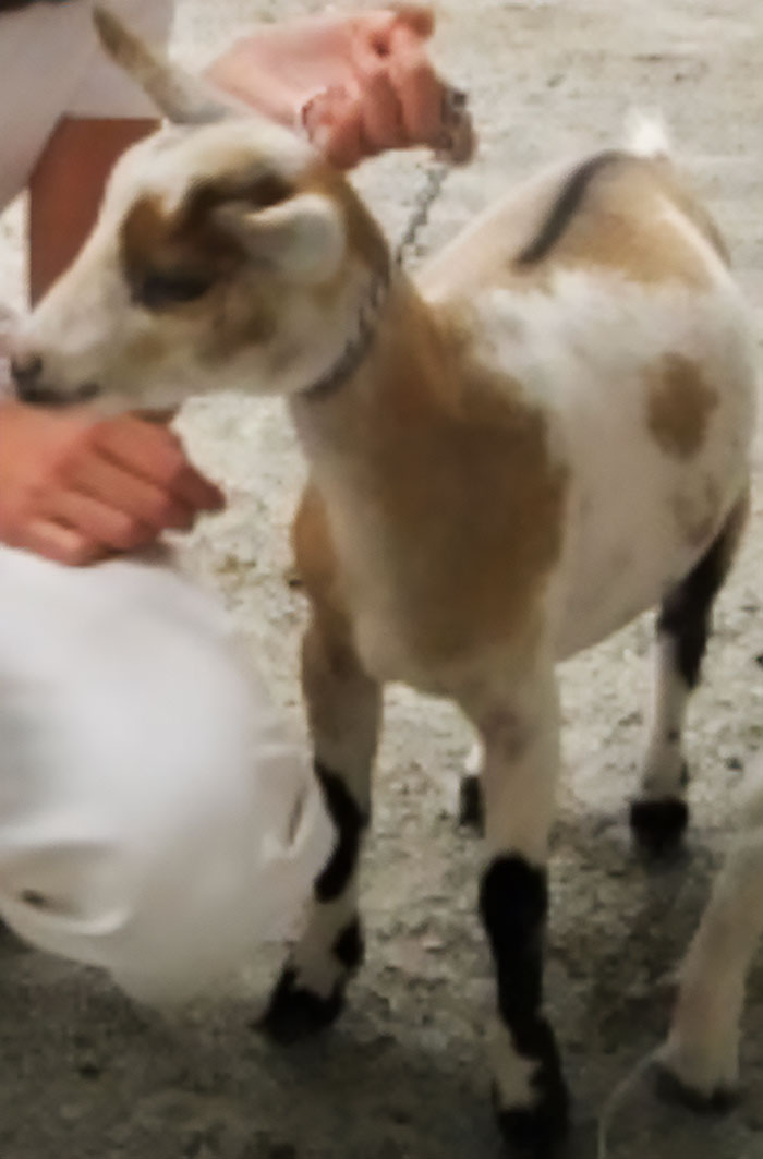 Man Pays His Mate 20 Bucks To Bring His Goat Over So It Can Take Care Of His Overgrown Lawn, Upsets Wife