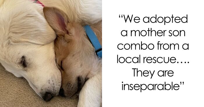 50 Heartwarming Pics Of Pets That Found Their New Home (March Edition)