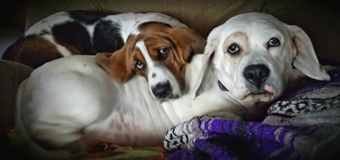 Bassett Hound Love