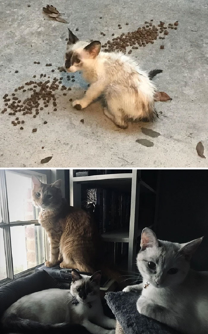My Three Kittens Before And After!