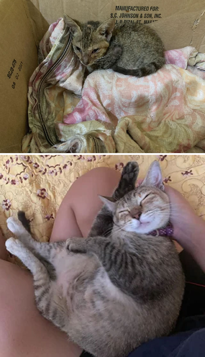 My Rescue Kitten Gigi After 6 Months Of Care