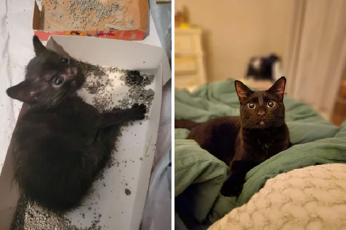 This Little Guy Was Found Abandoned In A Trunk. I'd Say He's Doing Better Now