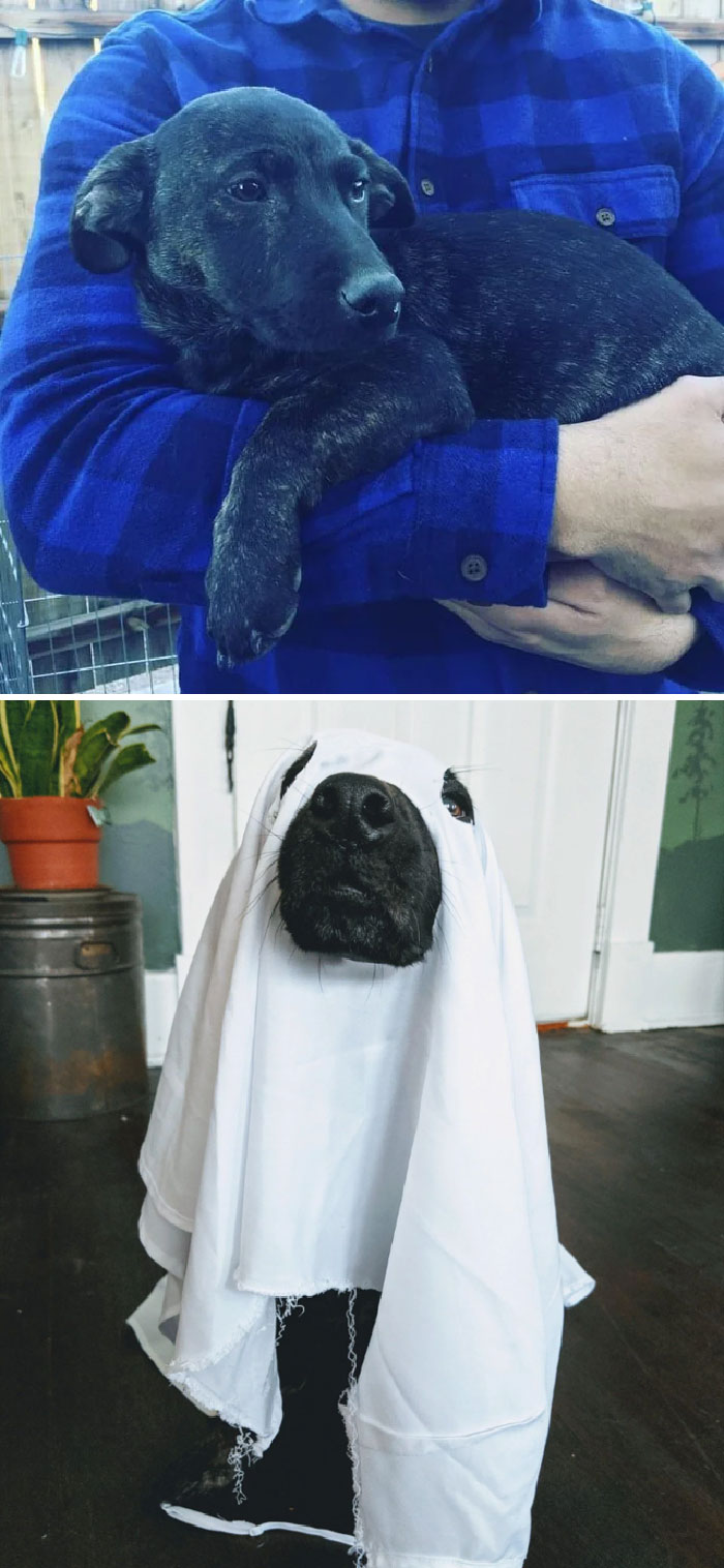 Mi amigo Chewie el día que nos conocimos en 2016 y algunos de los últimos años