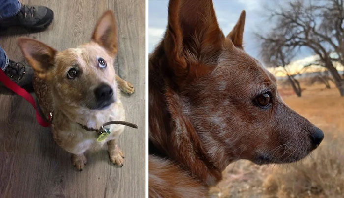 First Time Adopting A Deaf Dog. 3 Years Later I Wouldn’t Have It Any Other Way