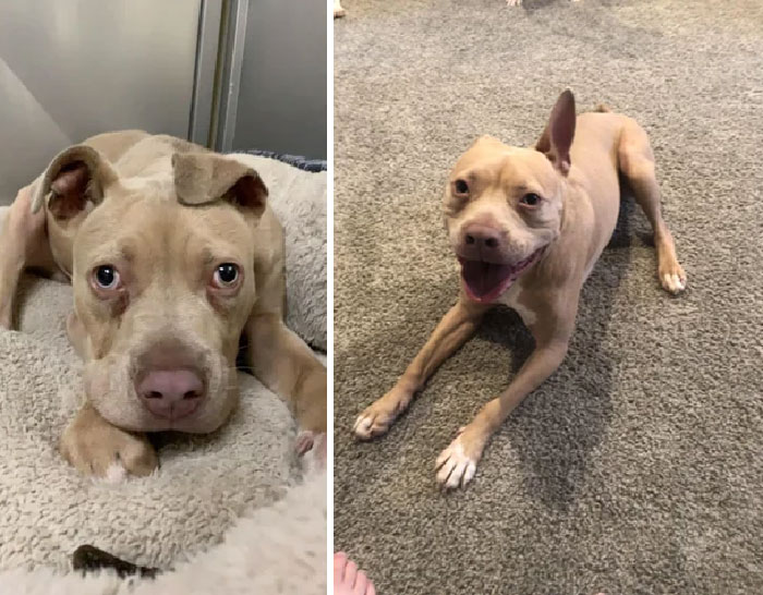 Before And After My Sweet Tri-Pod Atticus