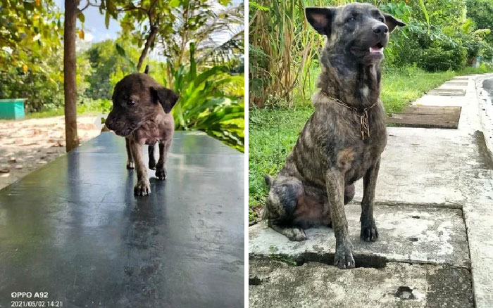 Rescued 20 Months Ago, No Regrets