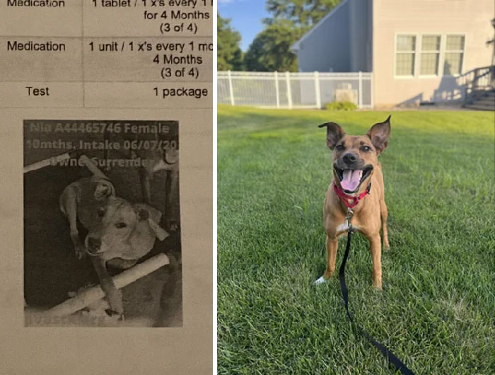 I Was Approved To Adopt My Baby Nelly Two Years Ago Today! She And Her Siblings Were Involved In Drug Trafficking, And She Didn’t Let Anyone Touch Her For 4 Months. Now She Is The Queen Of Sleeping Under The Covers And Playing Fetch!