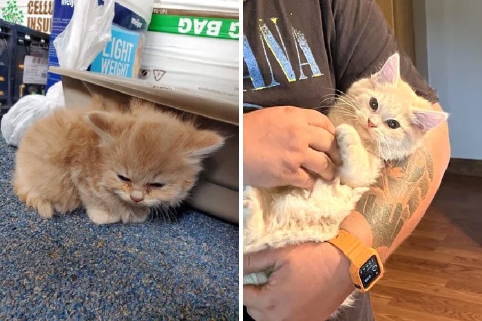 Here Is My Before And After Adoption Of Gordita. Second Picture Is A Bonus Of The Car Ride Home