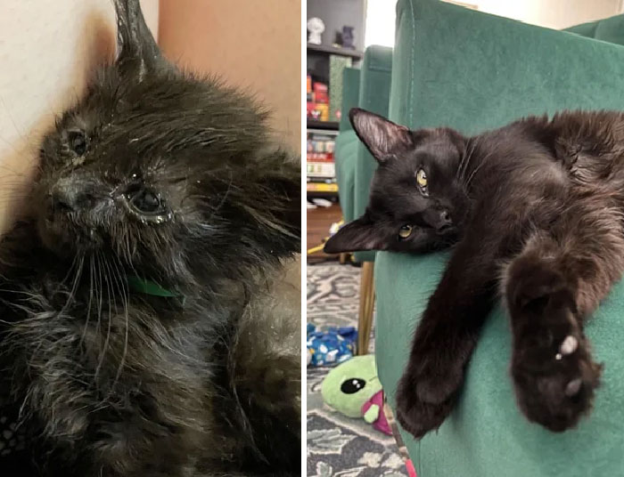 This Little Guy Is Almost 6 Months Old! His Foster Mom Got His Litter At Around 2 Weeks And He’s Been With Us Since 2 Months