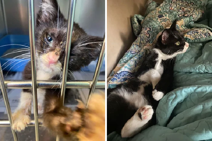 My Delilah The Day She Came Into The Shelter I Work At, To A Very Recent Picture