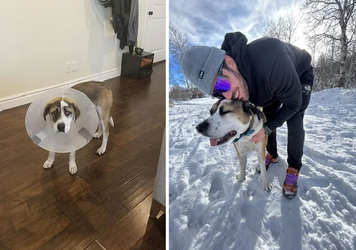 Tank Turns 5 This Year. We Were His 3rd Owner By His First Birthday