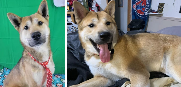 Patrick The Rescued Meat Dog. He Came With A Serious, Slightly Worried Expression; Now He’s All Smiles