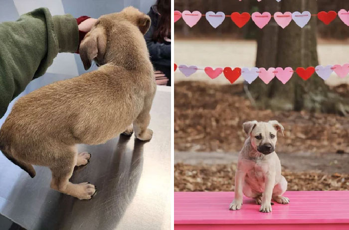 First Two Were When He Was Surrendered To Me For Having Seizures, Now Hes Improved So Much With Good Nutrition And Lots Of Vet Visits!